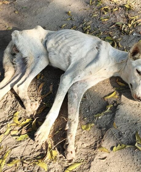 WhatsApp Image 2026-01-18 at 2.58.28 PM (1) WhatsApp Image 2026-01-18 at 2.58.28 PM (1)