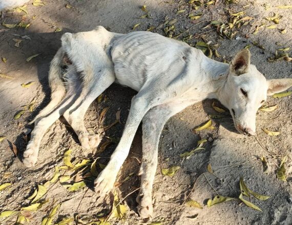 WhatsApp Image 2026-01-18 at 2.58.28 PM (1)