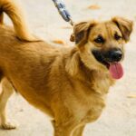 Why Stray Dogs in India Are Not Dangerous — The Truth Most People Never Talk About